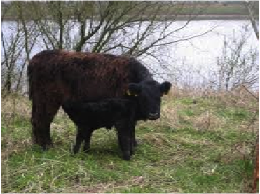 NatuurEijsderBeemden2