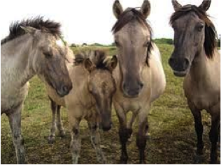 NatuurEijsderBeemden3